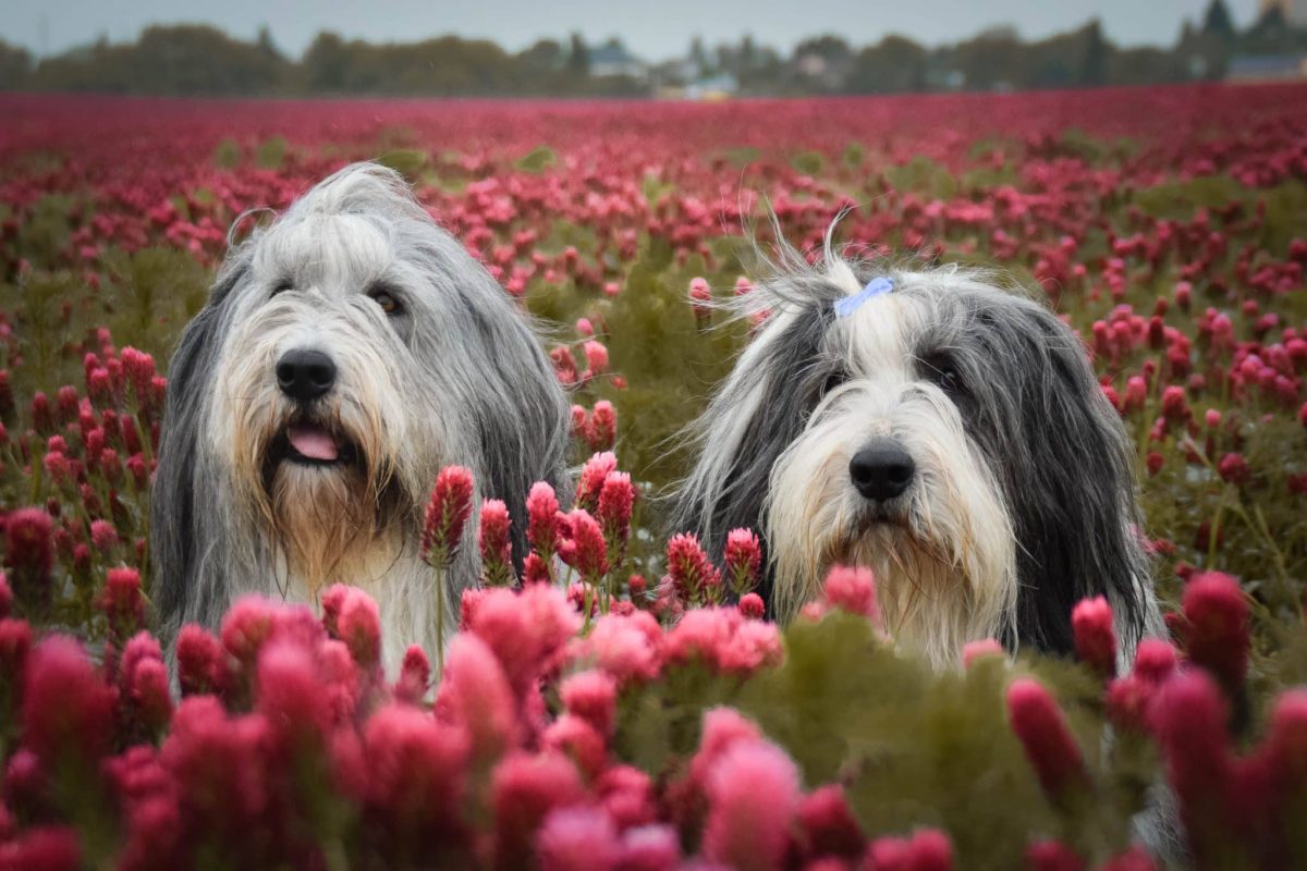 popular dog breeds in the 60s