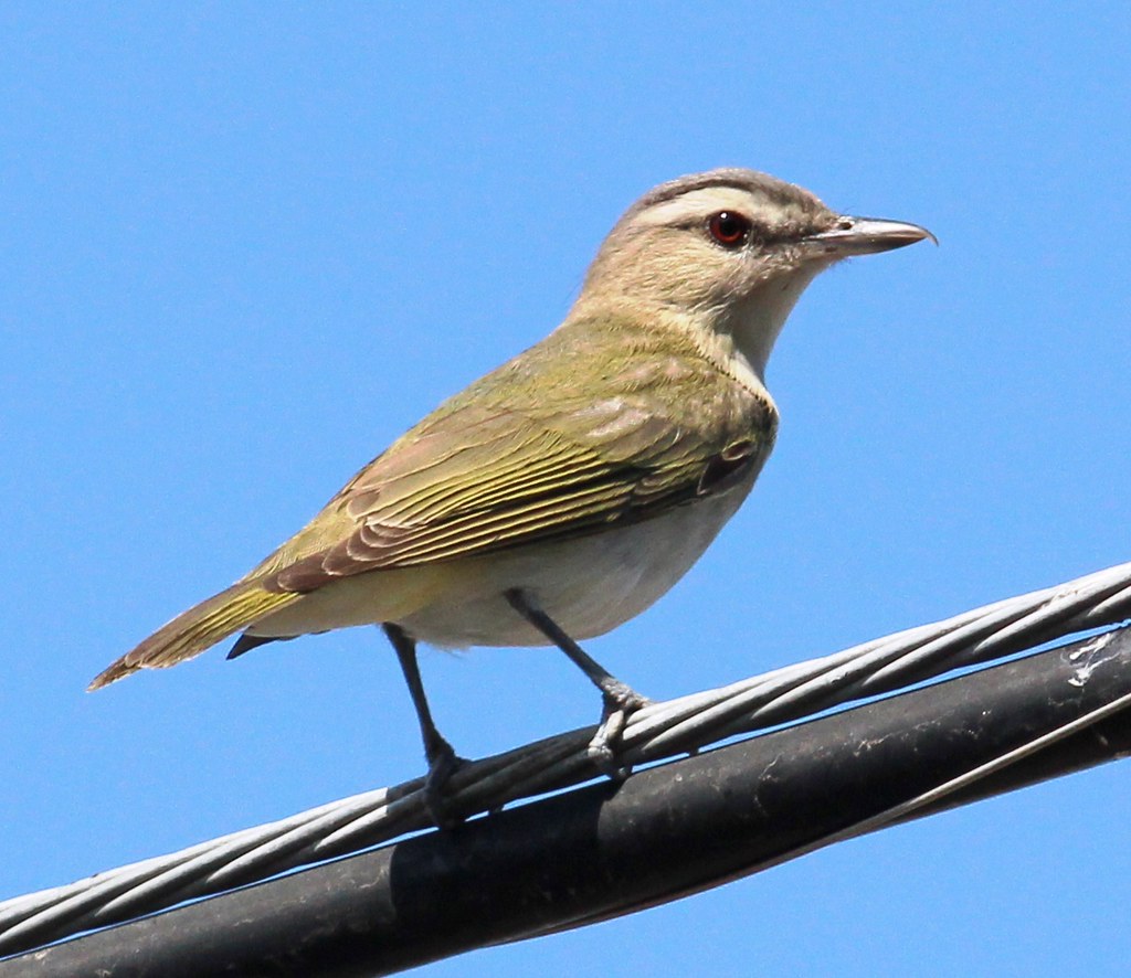 Red-eyed Vireo