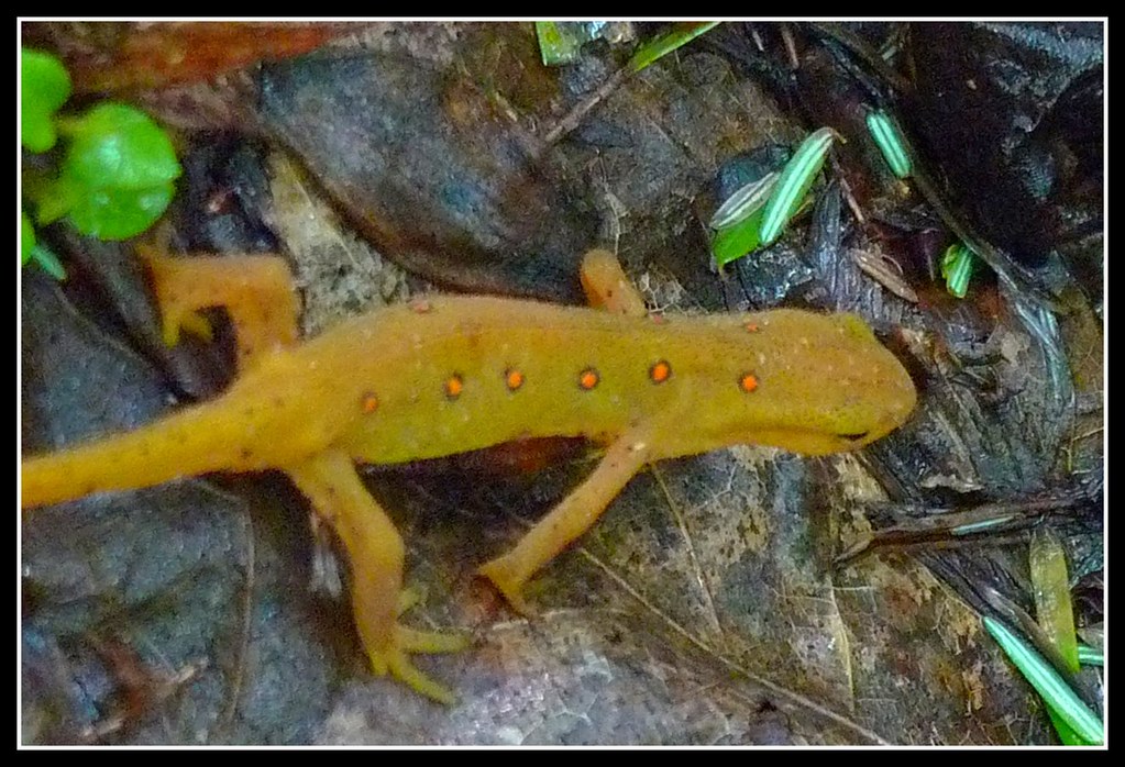 Red-Spotted Newt Eft Stage