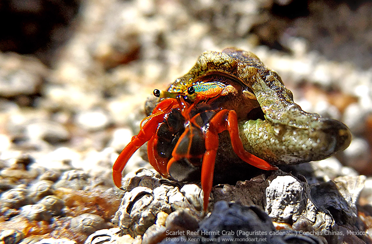 scarlet reef hermit crab