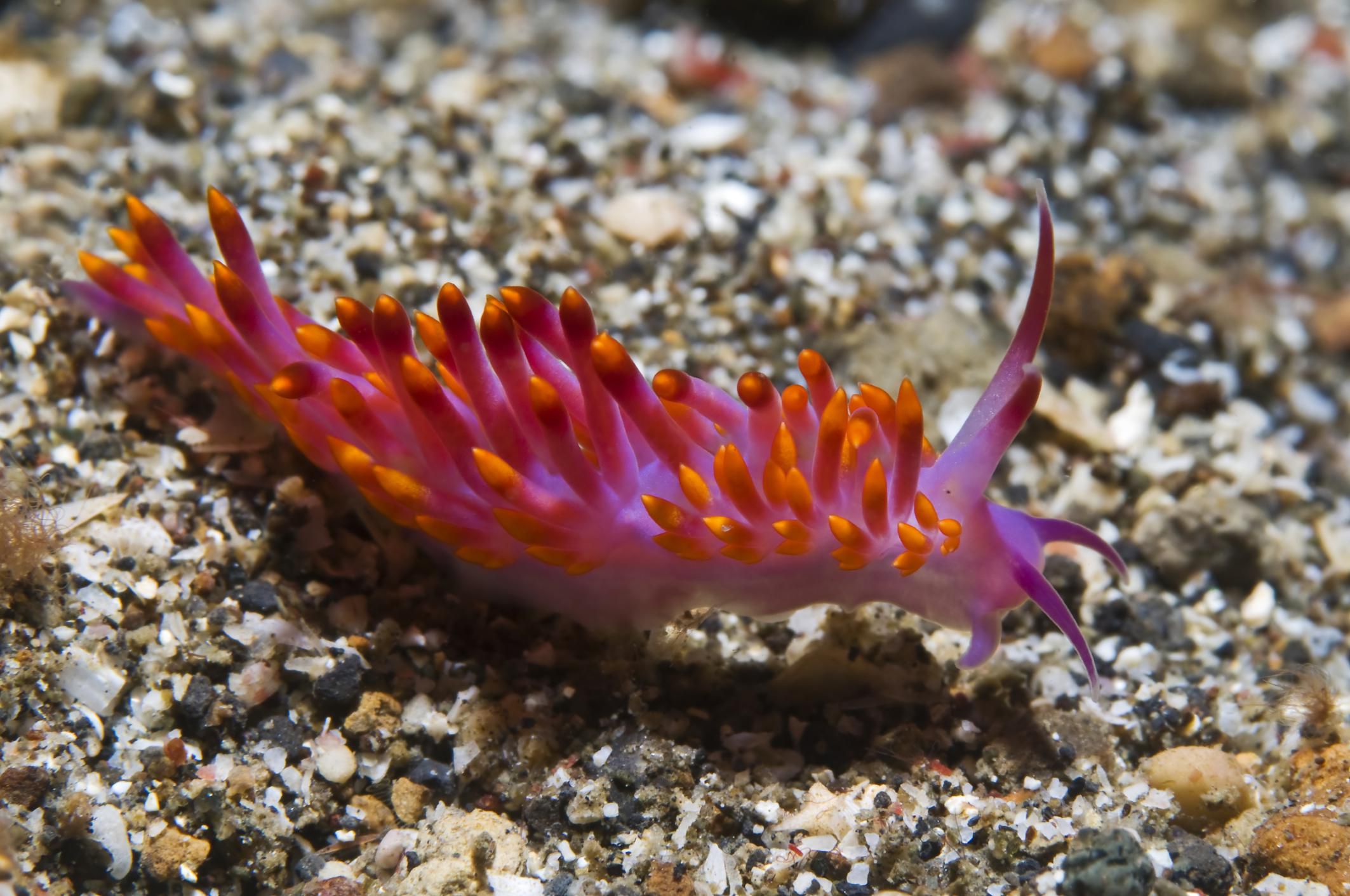sea slugs and nudibranchs