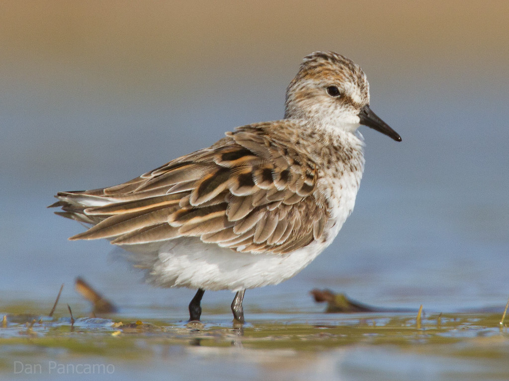Semipalmated Sandpiper
