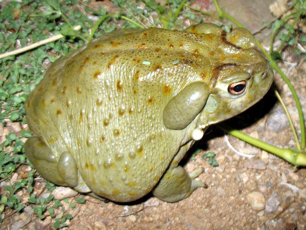 Sonoran Desert Toad