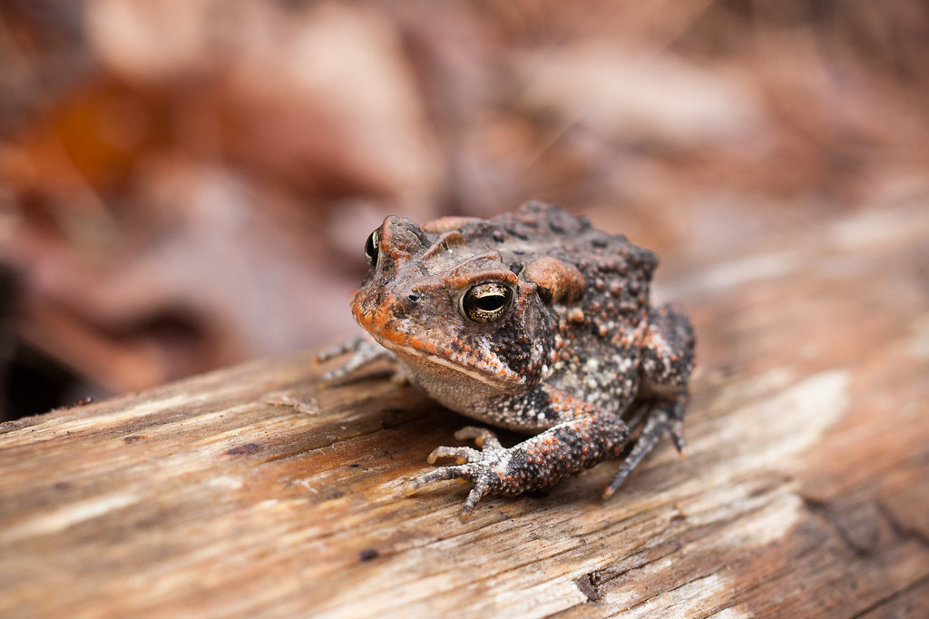 Southern Toad