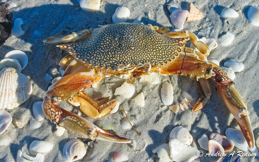 Speckled Swimming Crab