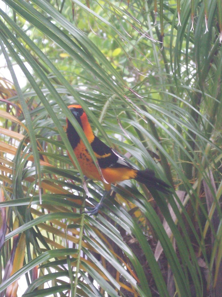 Spot-breasted Oriole