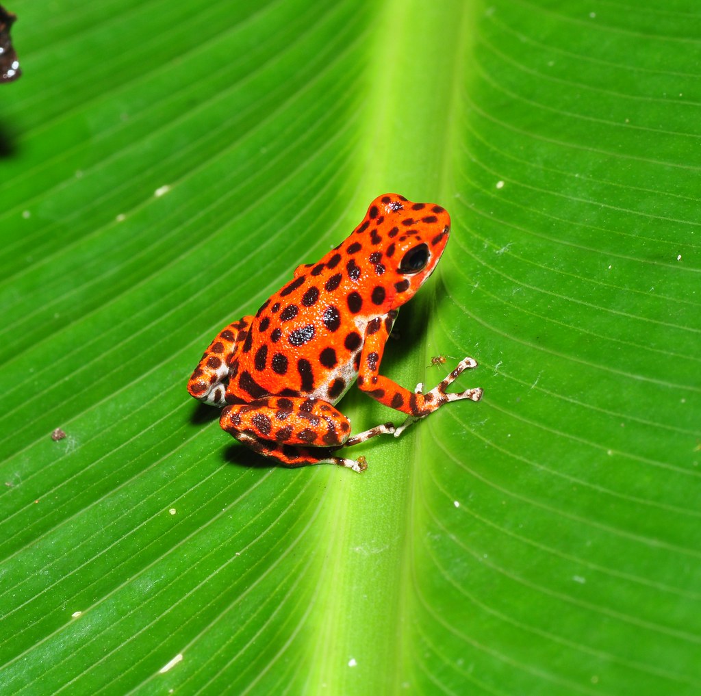 Strawberry Poison Dart Frog