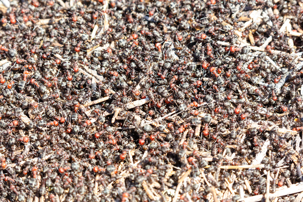 Thatching Ants