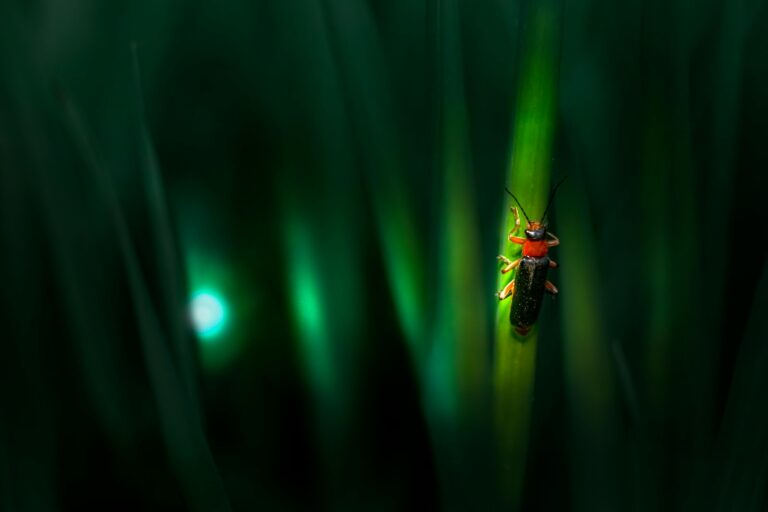 10 Types of Fireflies in North Carolina Every Nature Lover Should Know