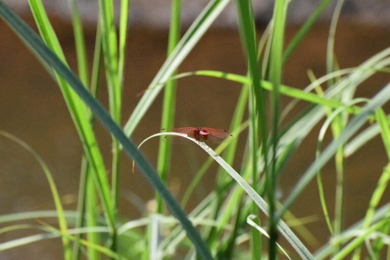 12 Texas Firefly Species That Actually Glow (And 2 That Don’t)