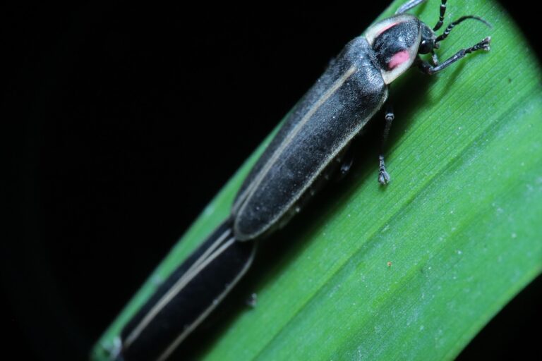 Why Washington State Fireflies Don’t Flash + 5 Species You Can Find