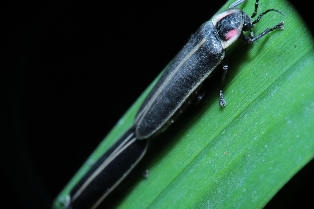 types of fireflies in washington