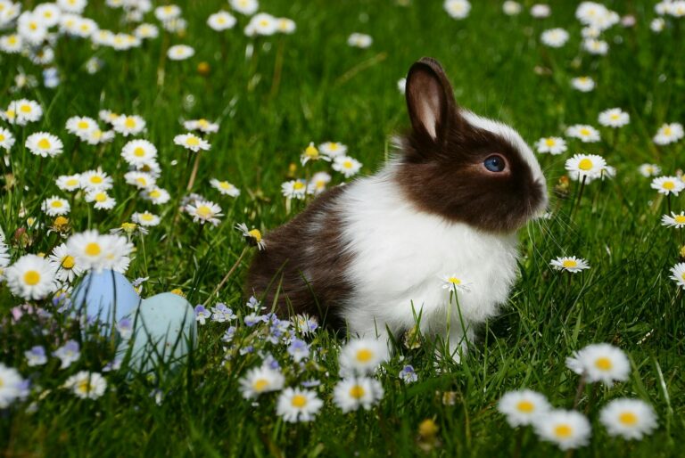 3 Types of Rabbits in New Jersey Every Nature Lover Should Know