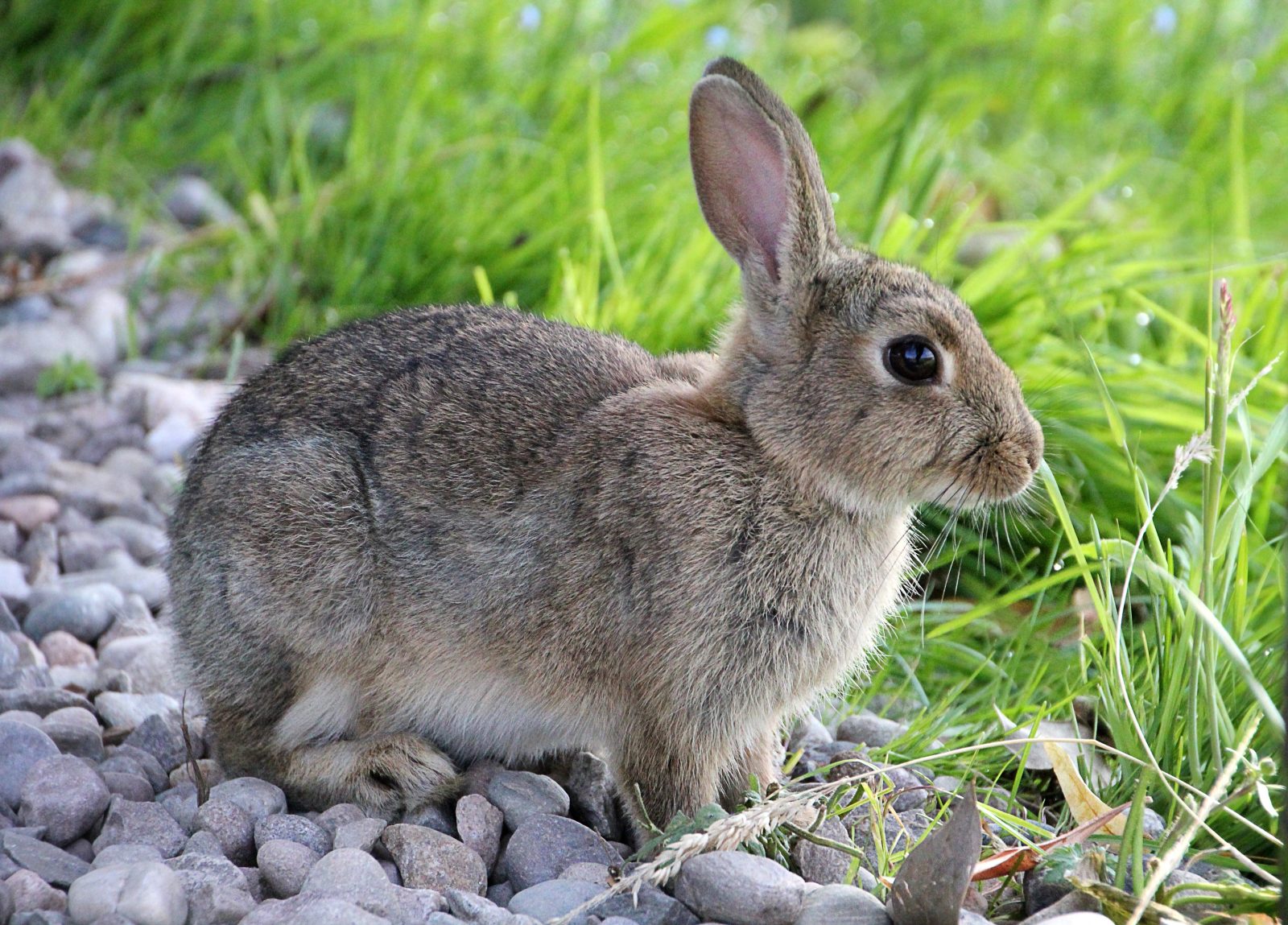types of rabbits in pennsylvania