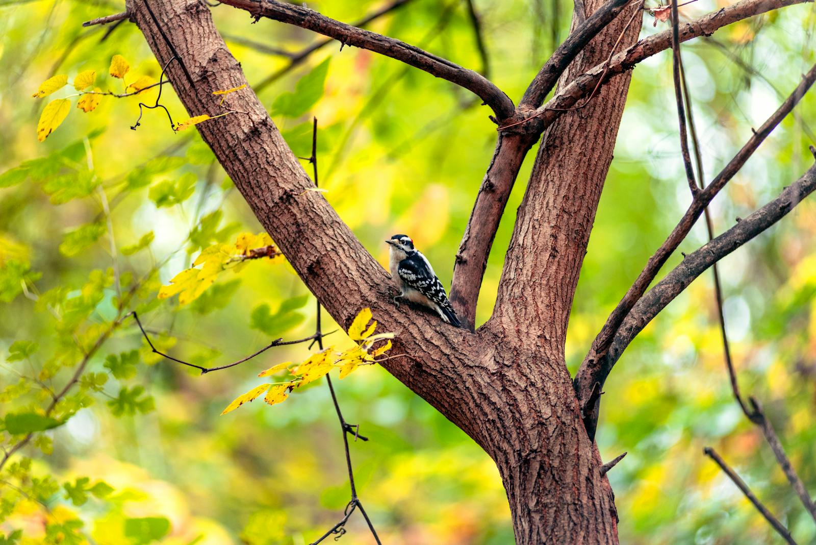 Types of Woodpeckers Found in Alaska