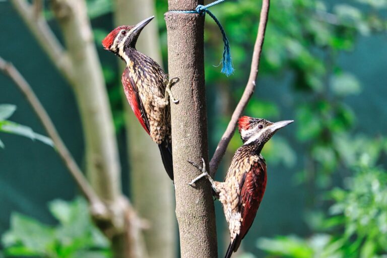 8 Types of Woodpeckers in East Tennessee: Your Complete Identification Guide