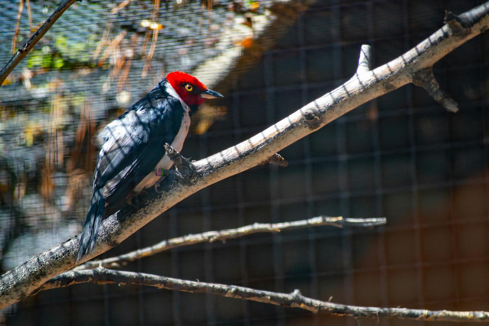 Types of Woodpeckers in East Texas
