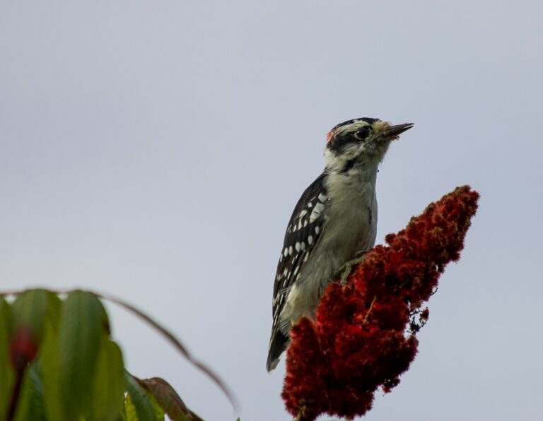 8 Types of Woodpeckers in New Hampshire: Complete Identification Guide