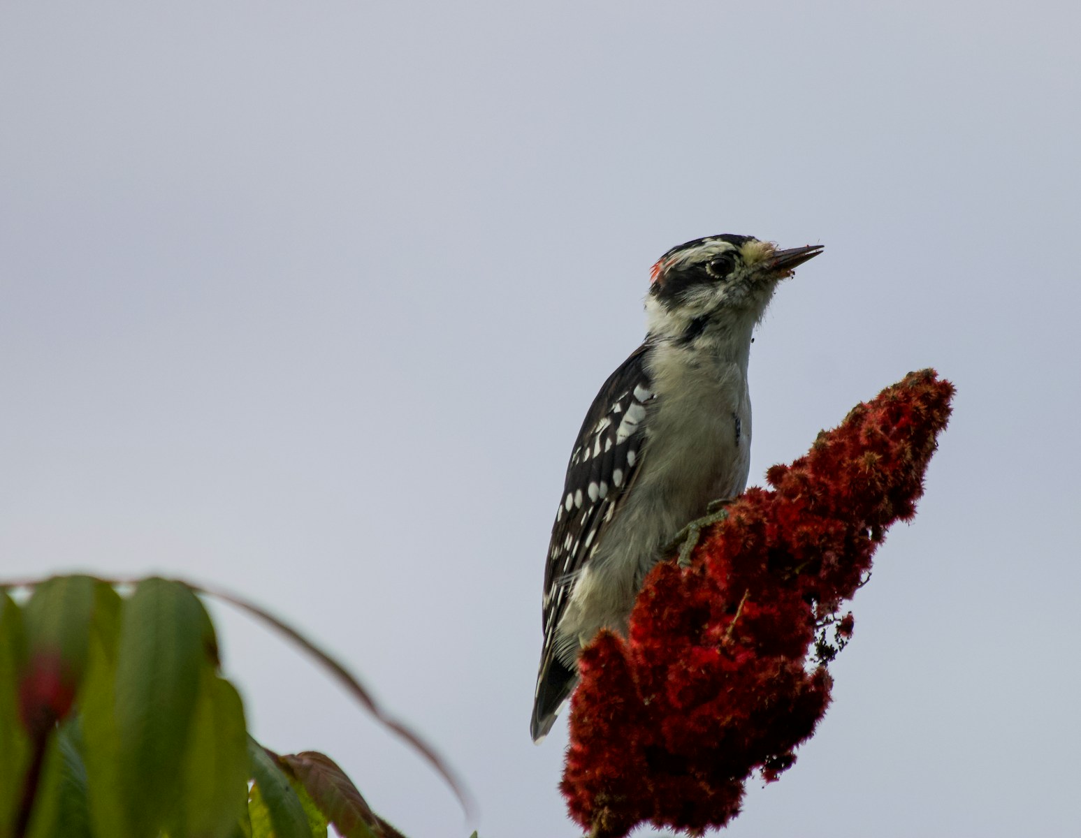 Types of Woodpeckers in New Hampshire