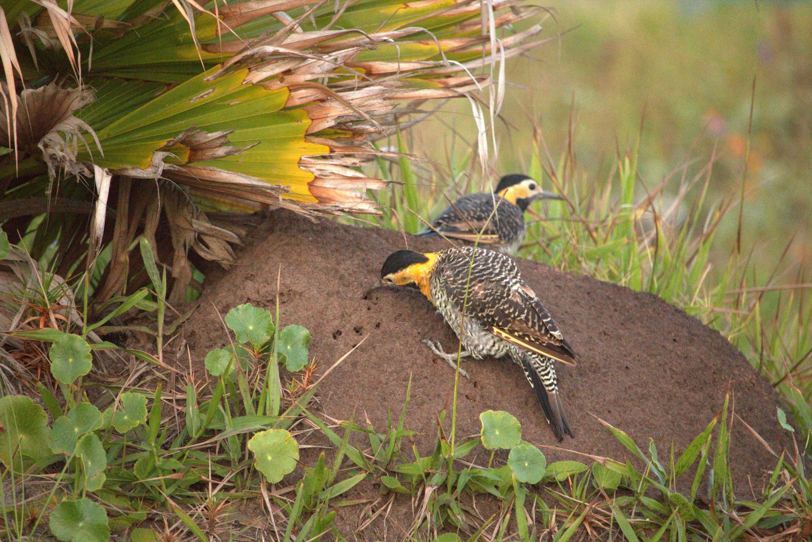 Types of Woodpeckers in Ohio