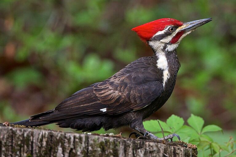 6 Types of Woodpeckers You Can Spot in Seattle’s Urban Parks