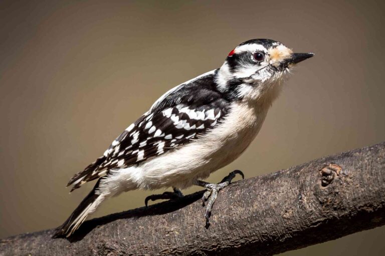 10 Types of Woodpeckers in the Midwest That Actually Visit Feeders