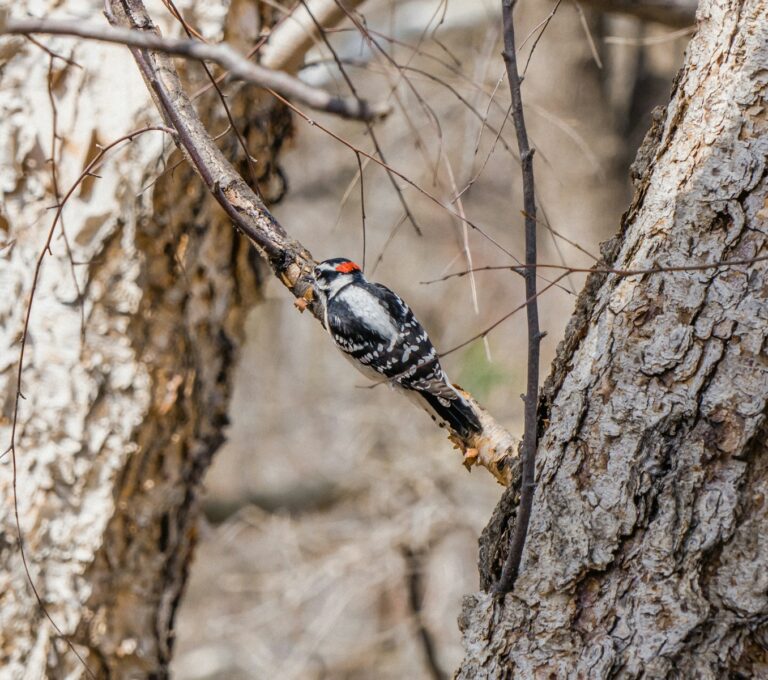 8 Types of Woodpeckers in West Virginia: Complete Identification Guide