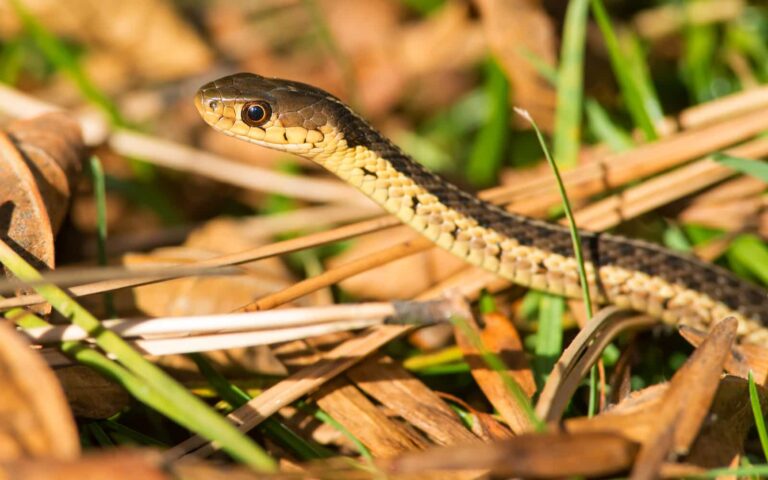 5+ Venomous Animals in Canada That Actually Live in Your Province