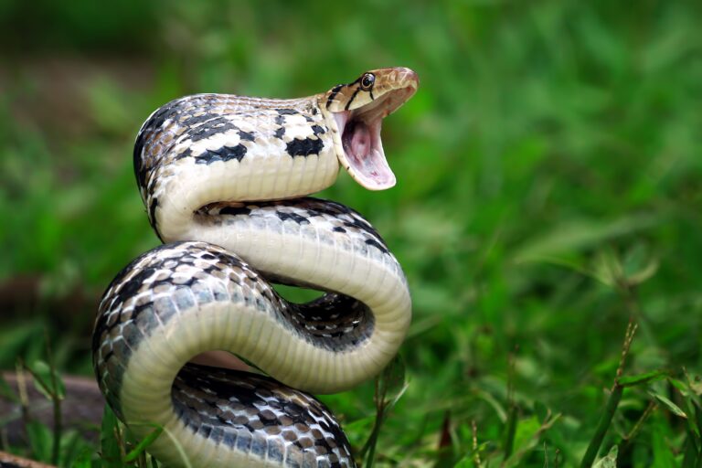 5 Venomous Animals in Indiana and Mistakes That Could Cost You Your Life