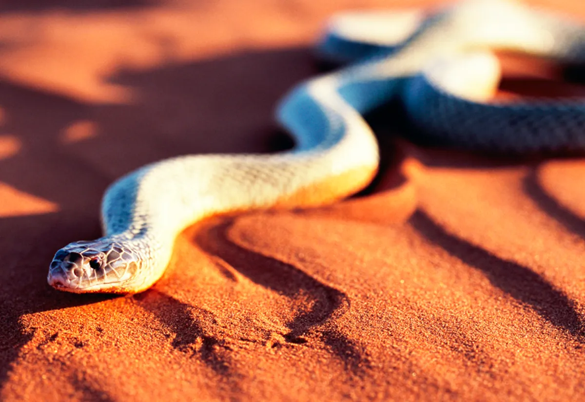 venomous animals in maryland