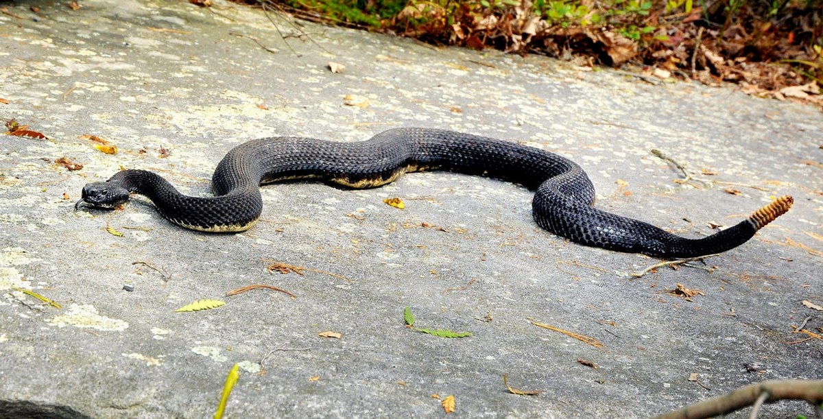 venomous animals in massachusetts