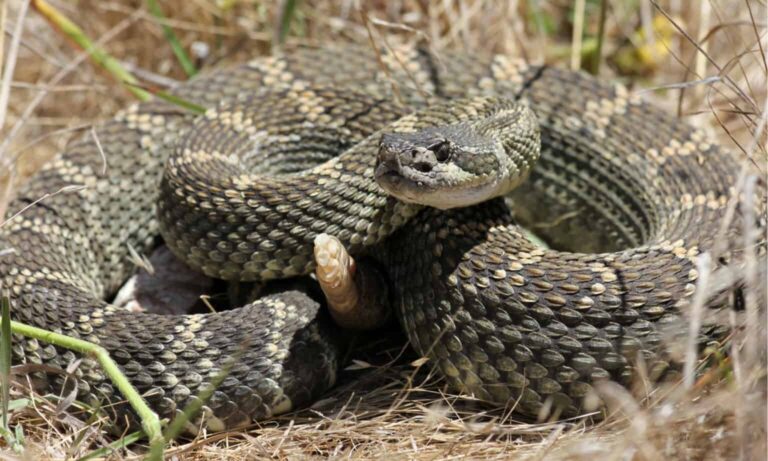3 Venomous Animals in Oregon Every Resident Should Recognize