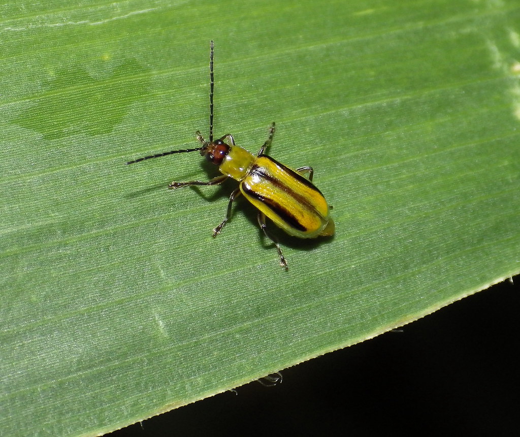 Western Corn Rootworm