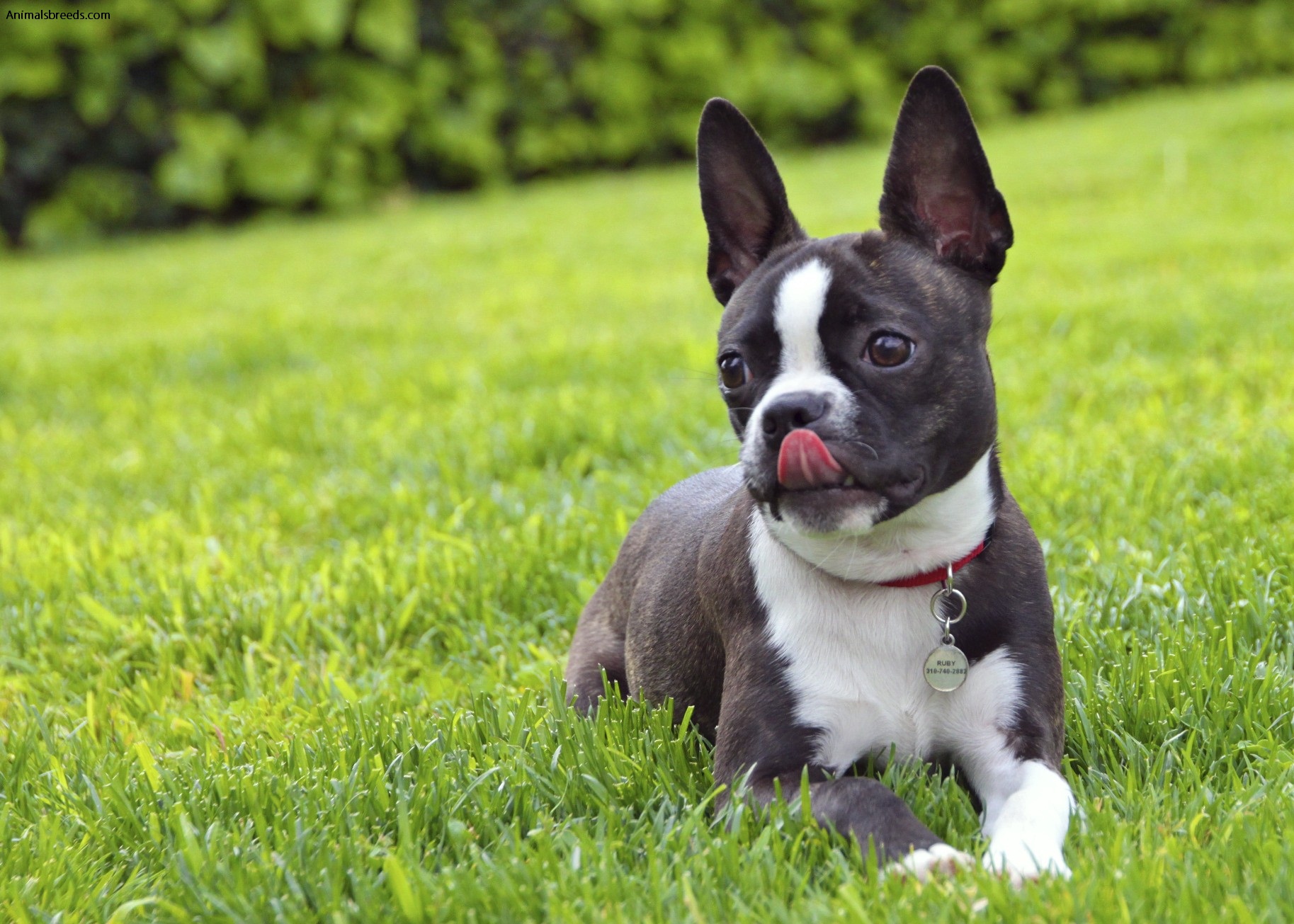 what breeds make a boston terrier