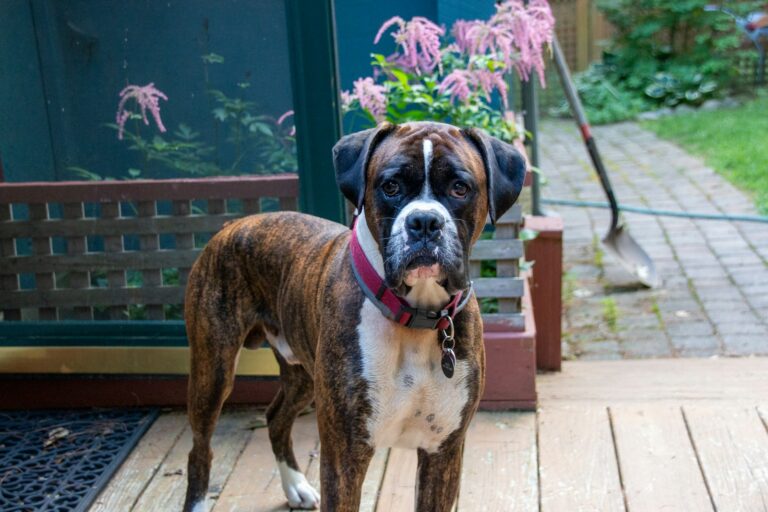 What Breeds Make a Boxer? Uncover Origins, Traits & Lineage