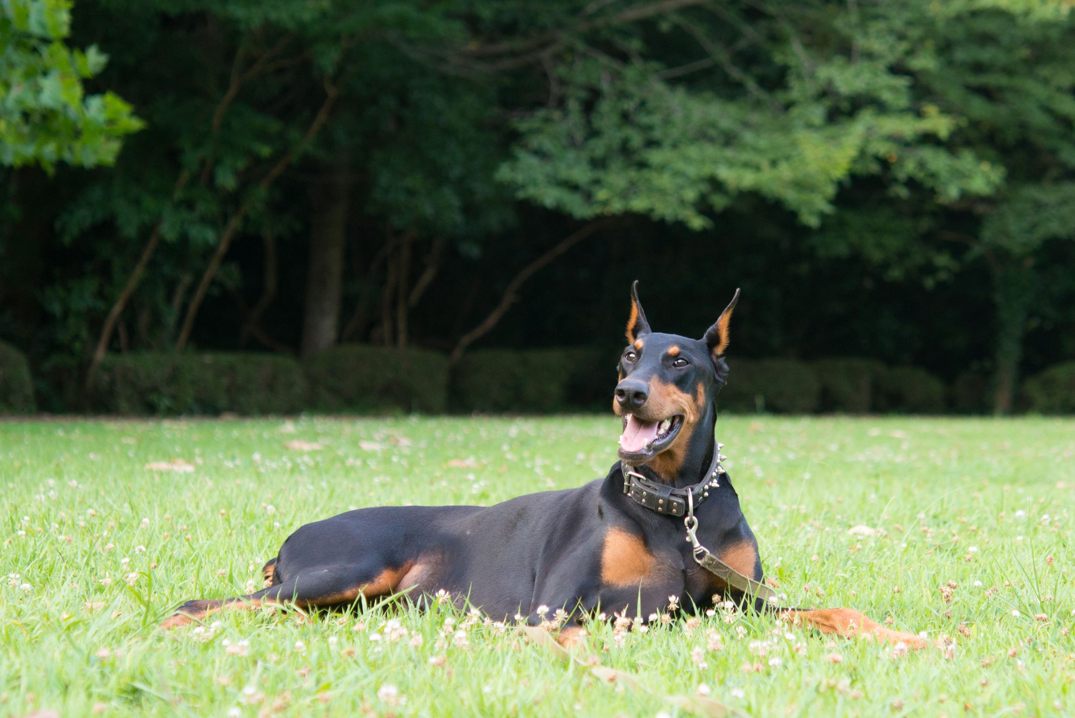 what breeds make a doberman pinscher