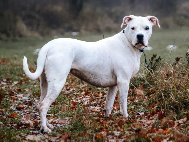 What Breeds Make a Dogo Argentino? Discover Their Unique Origins and Traits
