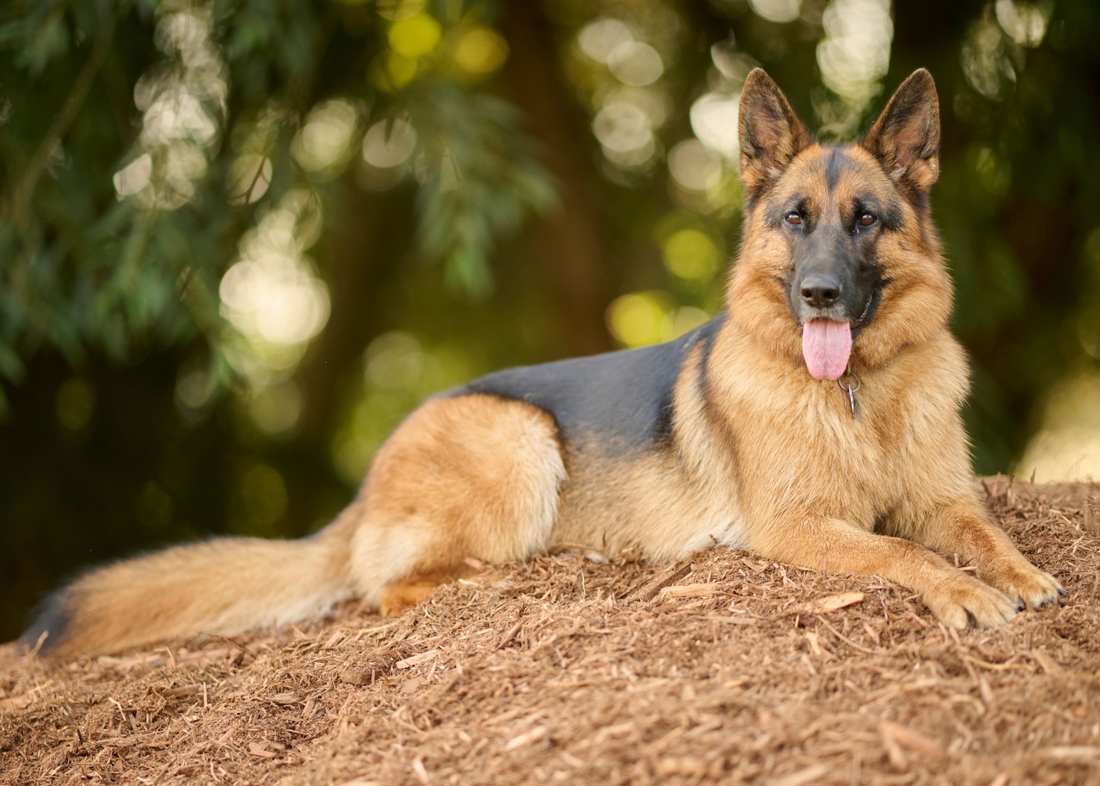 What Breeds Make a German Shepherd