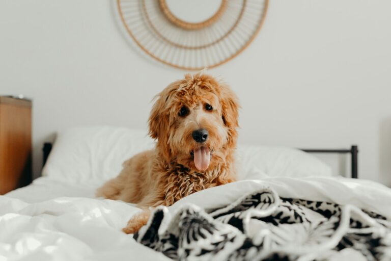 What Breeds Make a Goldendoodle? Discover Their Unique Origins & Traits