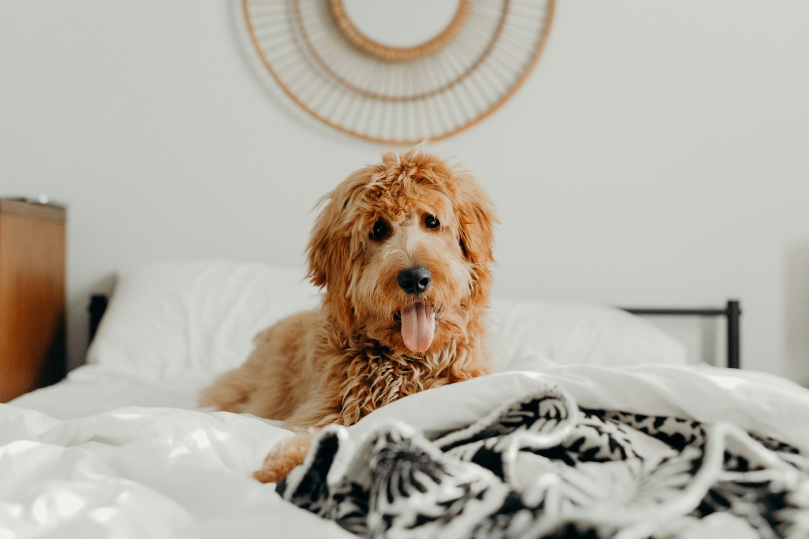 What Breeds Make a Goldendoodle