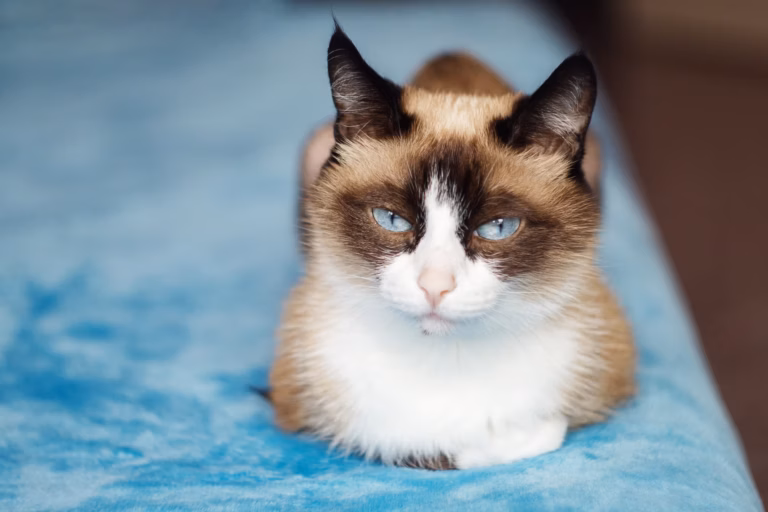 What Breeds Make a Snowshoe Cat? Discover Origins, Traits & More