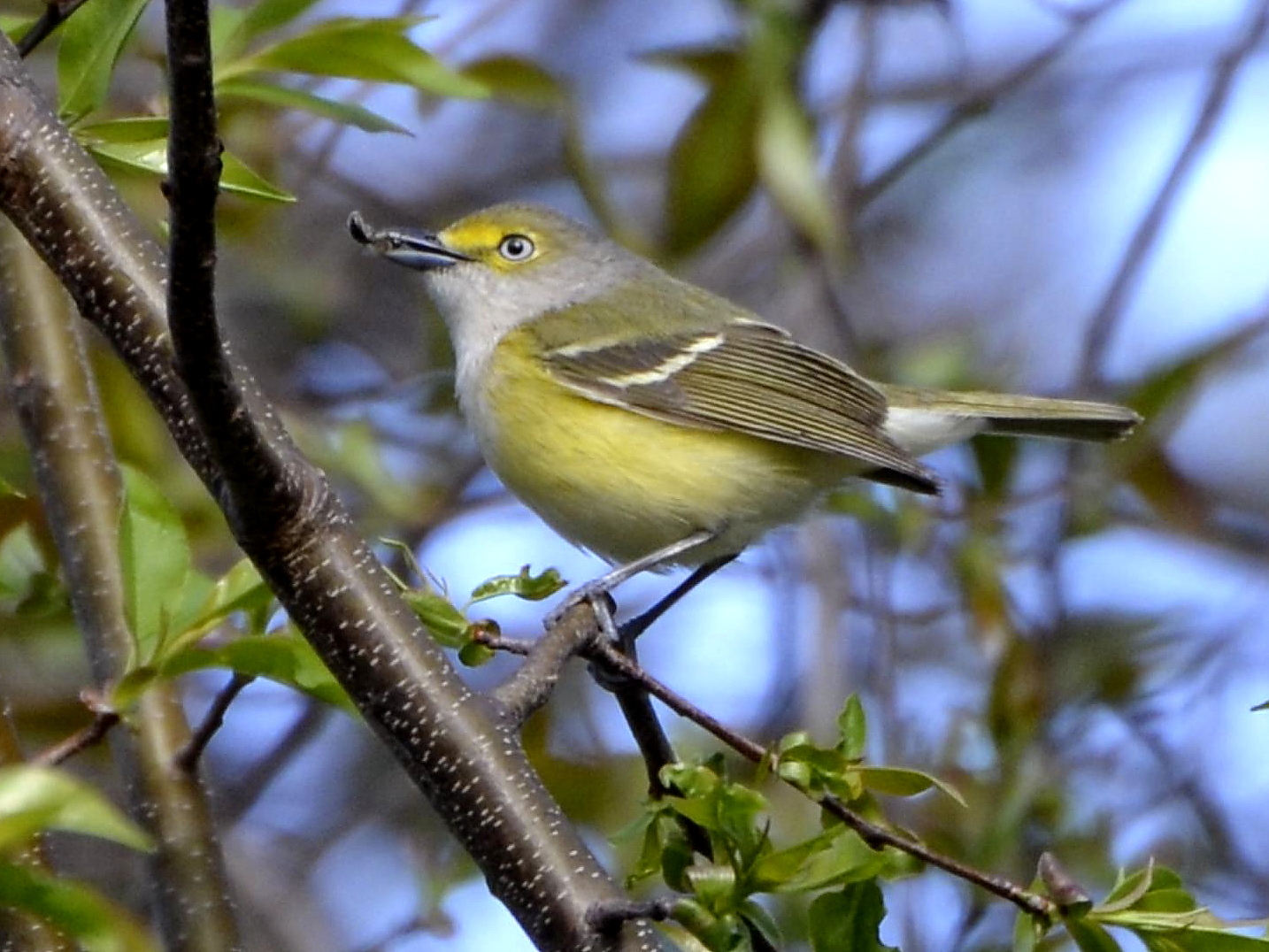 White-eyed Vireo