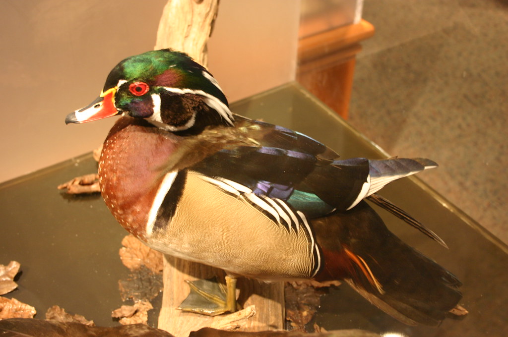 Wood Duck (Male)