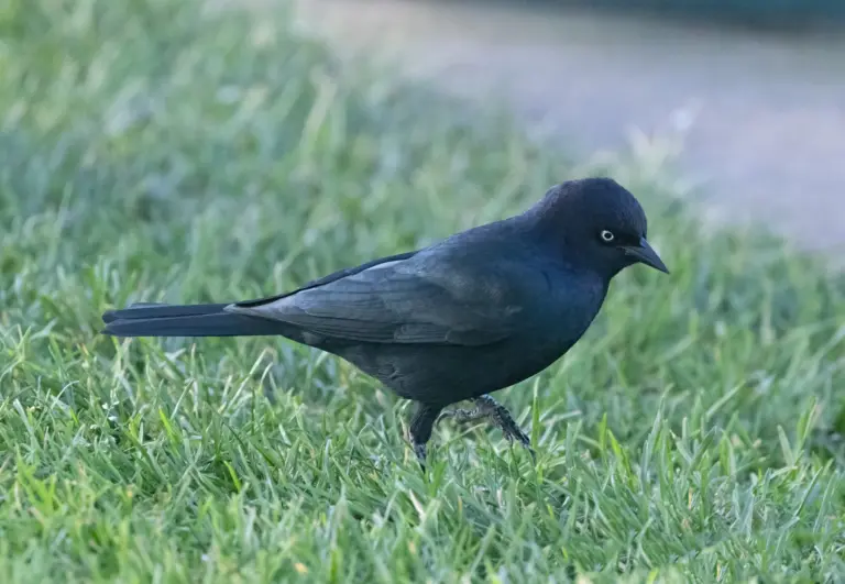 Black Birds in California: 10 Species Every Bird Watcher Should Know