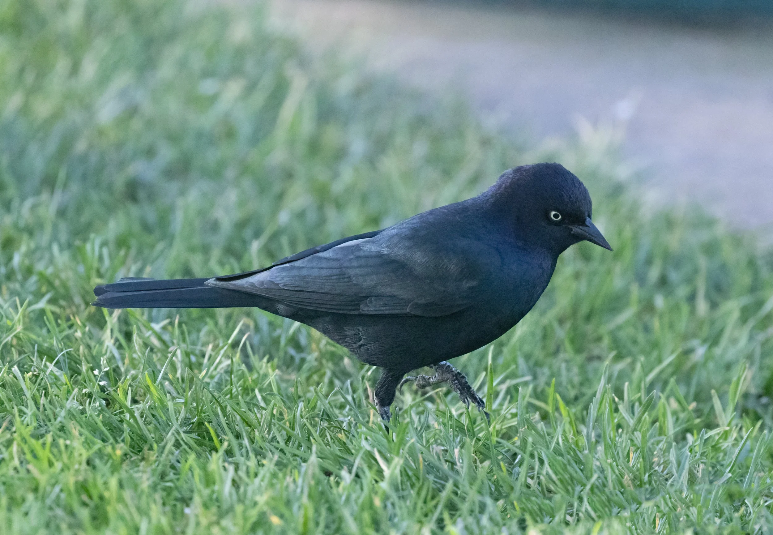 Black birds in California