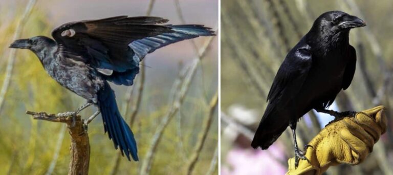 Colorado Black Birds: Your Field Guide to the 10 Species Every Birder Should Know