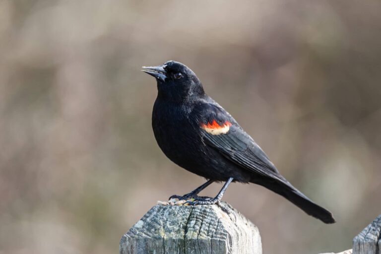 12 Black Birds in Louisiana: Complete Field Guide for Easy Identification