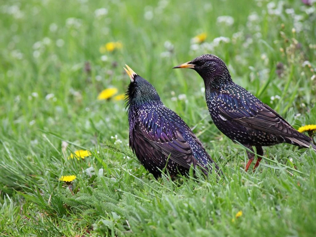 Black birds in Wisconsin