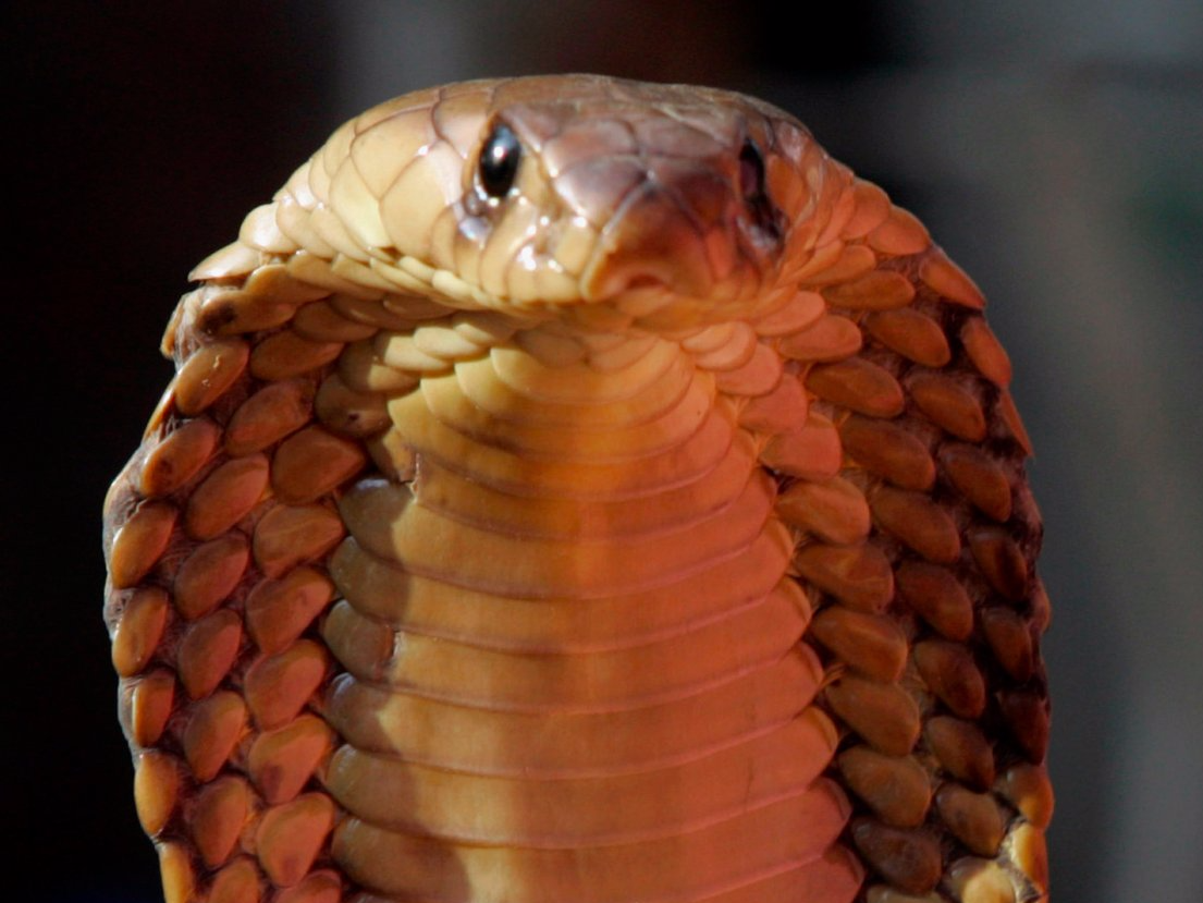 Dangerous Animals in North Carolina