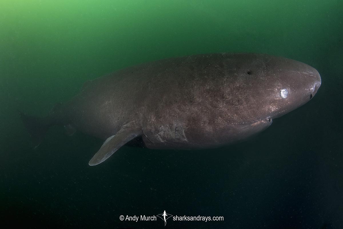 Pacific Sleeper Shark